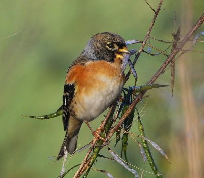 Keep - Brambling