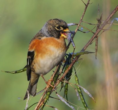 Keep - Brambling