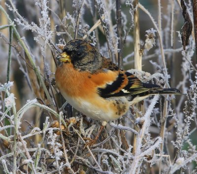 Keep - Brambling