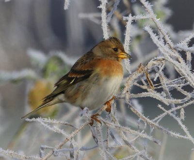 Keep - Brambling