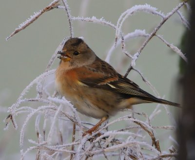 Keep - Brambling