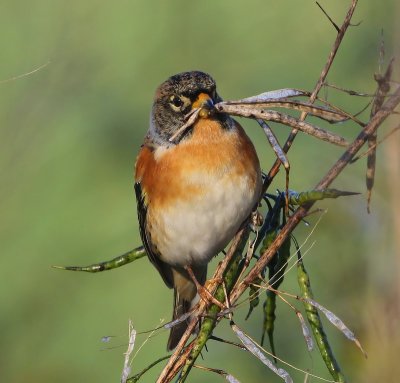 Keep - Brambling