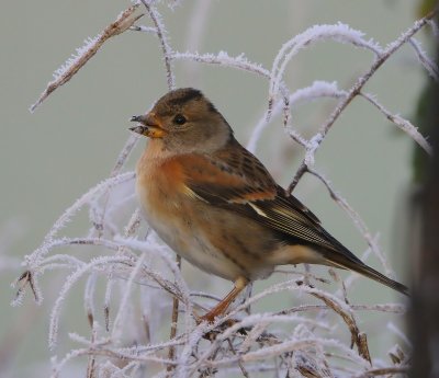 Keep - Brambling