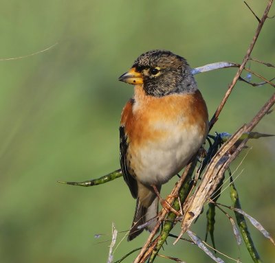 Keep - Brambling