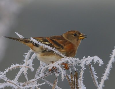 Keep - Brambling