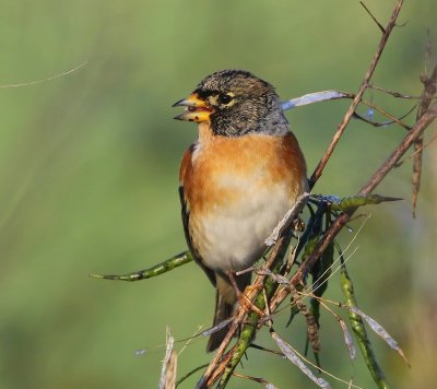 Keep - Brambling