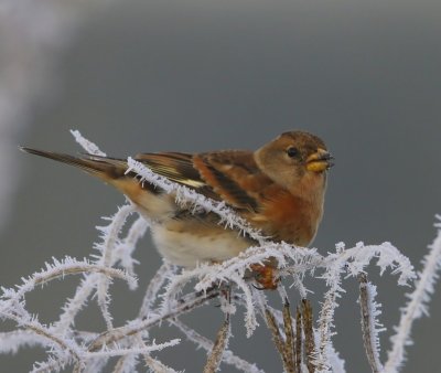 Keep - Brambling
