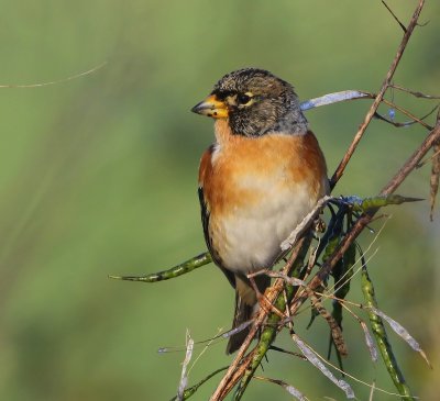 Keep - Brambling