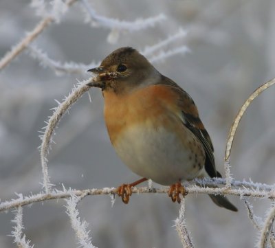 Keep - Brambling