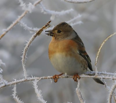 Keep - Brambling