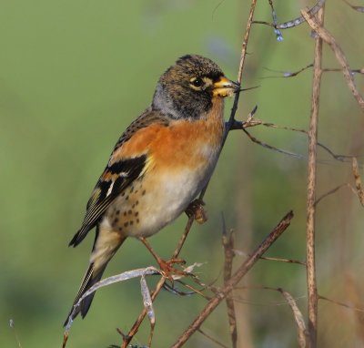 Keep - Brambling