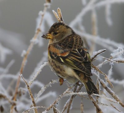 Keep - Brambling