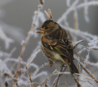 Keep - Brambling