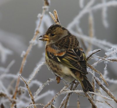 Keep - Brambling