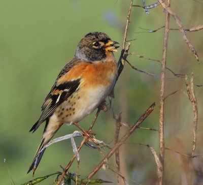 Keep - Brambling