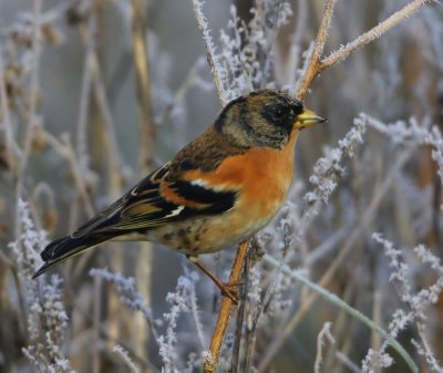 Keep - Brambling