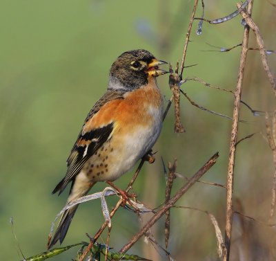 Keep - Brambling