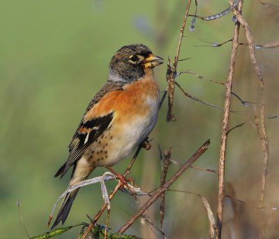 Keep - Brambling