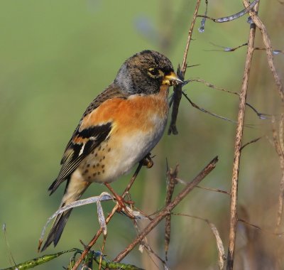 Keep - Brambling