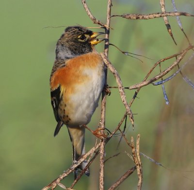 Keep - Brambling