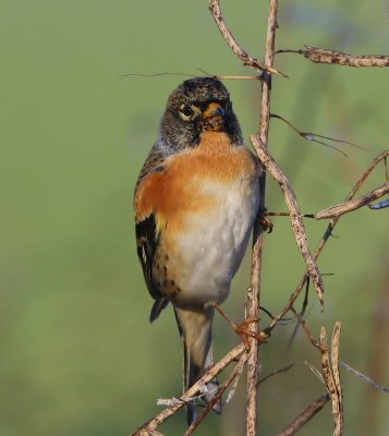 Keep - Brambling