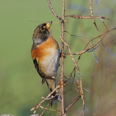 Keep - Brambling