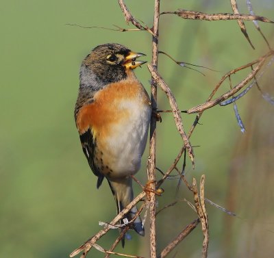 Keep - Brambling