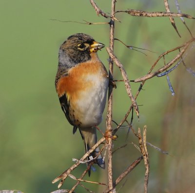 Keep - Brambling