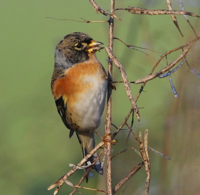 Keep - Brambling