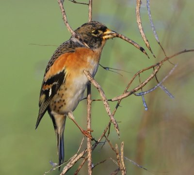 Keep - Brambling
