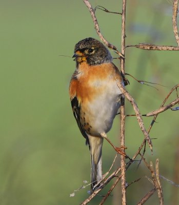 Keep - Brambling