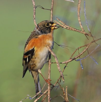 Keep - Brambling