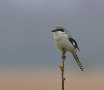 Klapekster - Great Grey Shrike