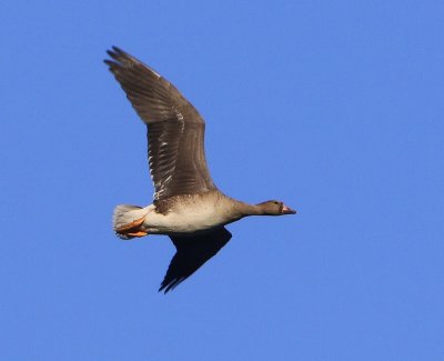 Kolgans - Greater White-fronted Goose