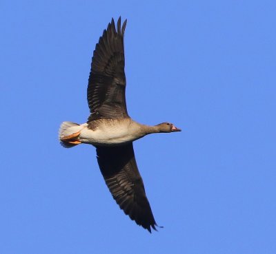 Kolgans - Greater White-fronted Goose