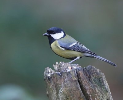 Koolmees - Great Tit