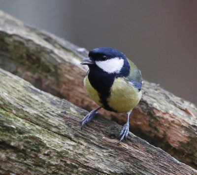Koolmees - Great Tit