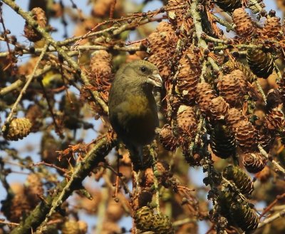 Kruisbek - Common Crossbill