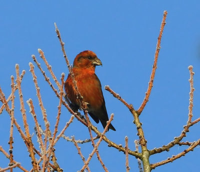 Kruisbek - Common Crossbill