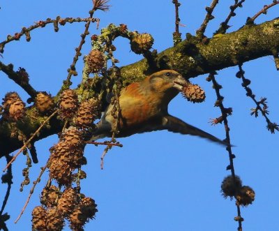 Kruisbek - Common Crossbill