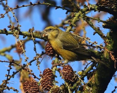 Kruisbek - Common Crossbill