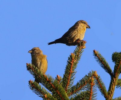 Kruisbekken - Common Crossbills