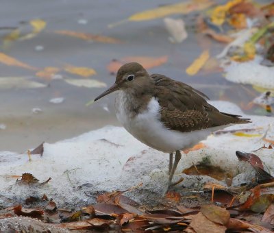 Oeverloper - Common Sandpiper