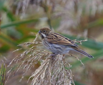Rietgors - Reed Bunting
