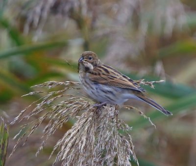 Rietgors - Reed Bunting