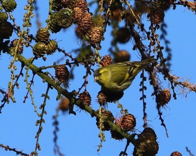 Sijs - Eurasian Siskin