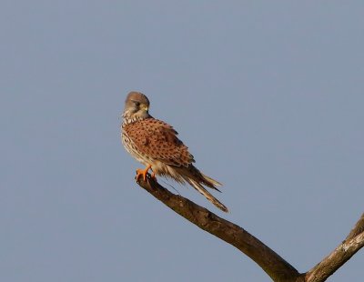 Torenvalk - Common Kestrel