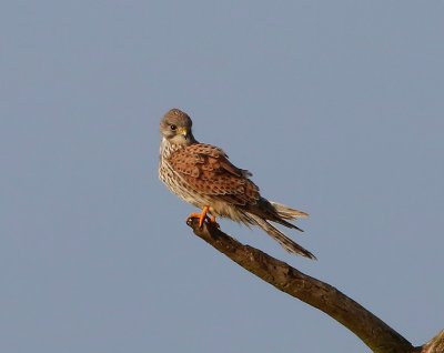 Torenvalk - Common Kestrel