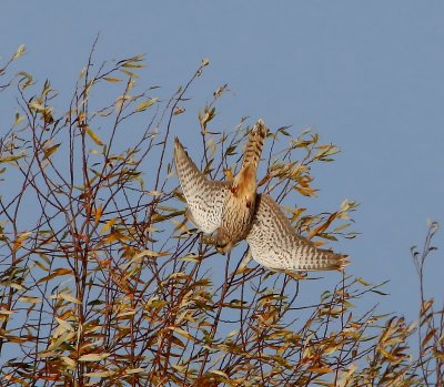 Torenvalk - Common Kestrel