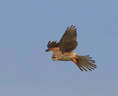 Torenvalk - Common Kestrel